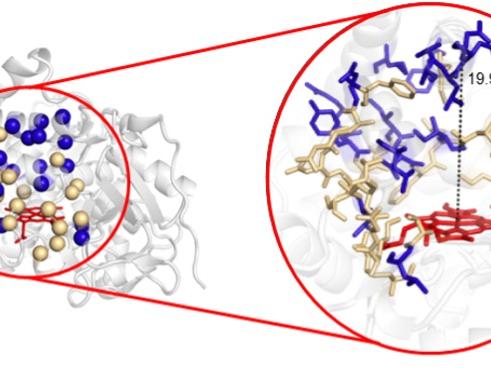 graphic Figure 1 - Introduction of sequence diversity in cytochrome P450 oxidase from Bacillus megaterium (P450 BM3).